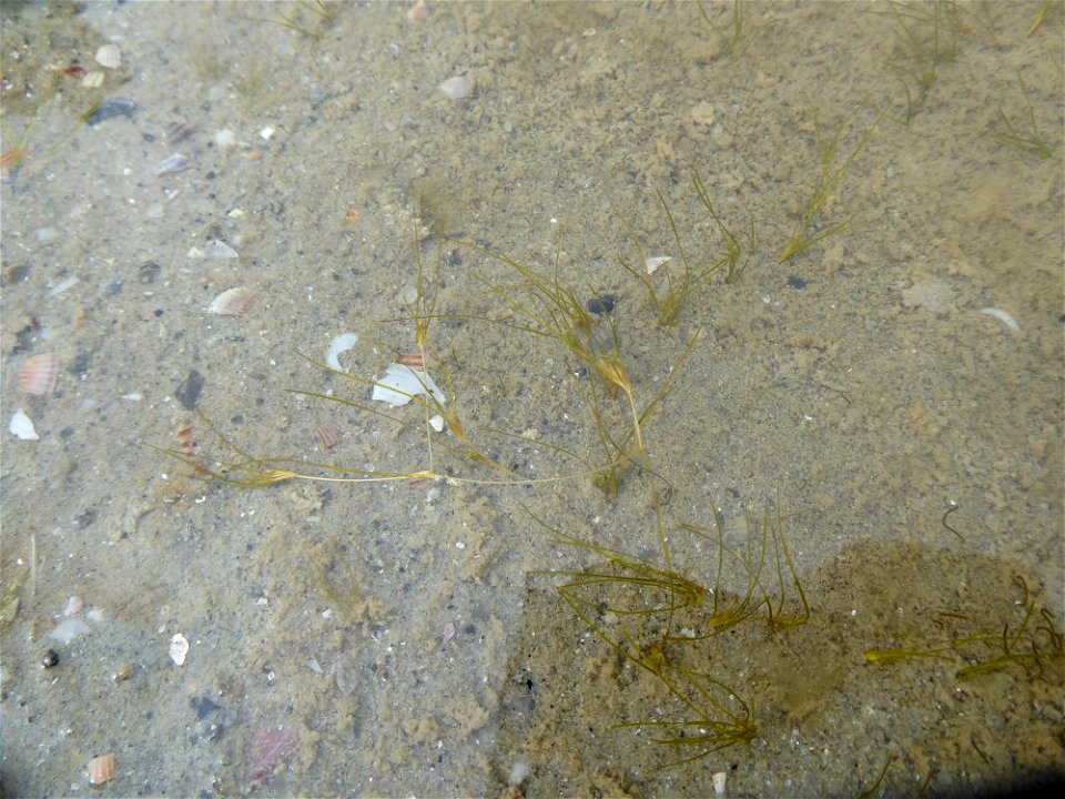 Althenia filiformis Petit, 1829