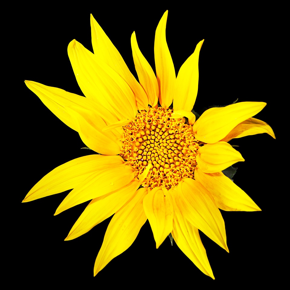 Sunflower on black