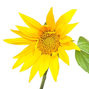 Sunflower isolated on white photo