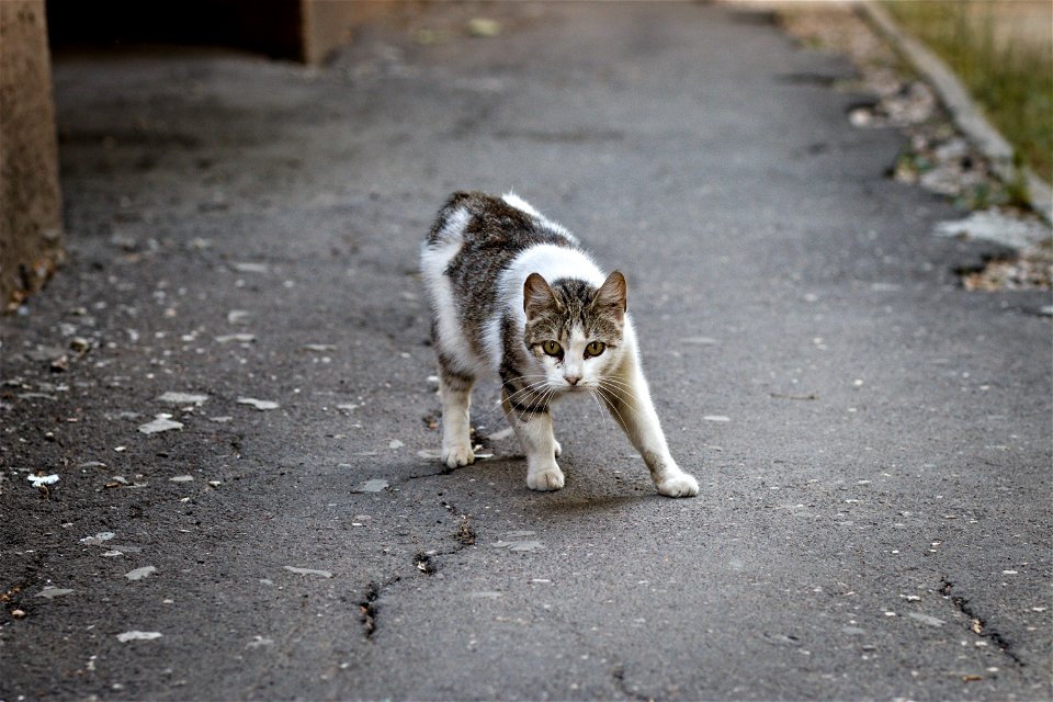 Cat