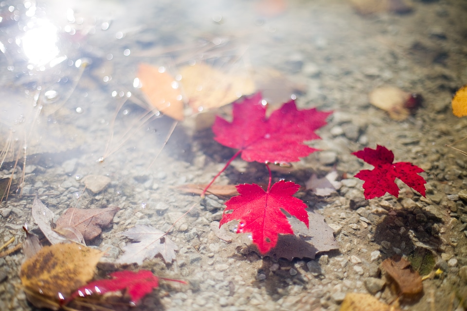 Leaves floating water floating leaves