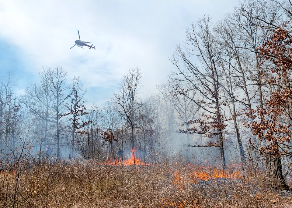 Prescribed Burn in Oak Barren photo