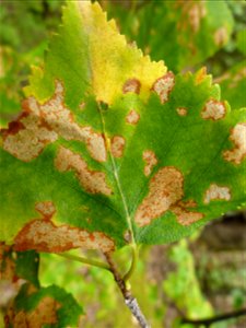 Chrysomelid-leaf-beetle-skelotonized-birch_Alaska_FHPstaffphoto photo