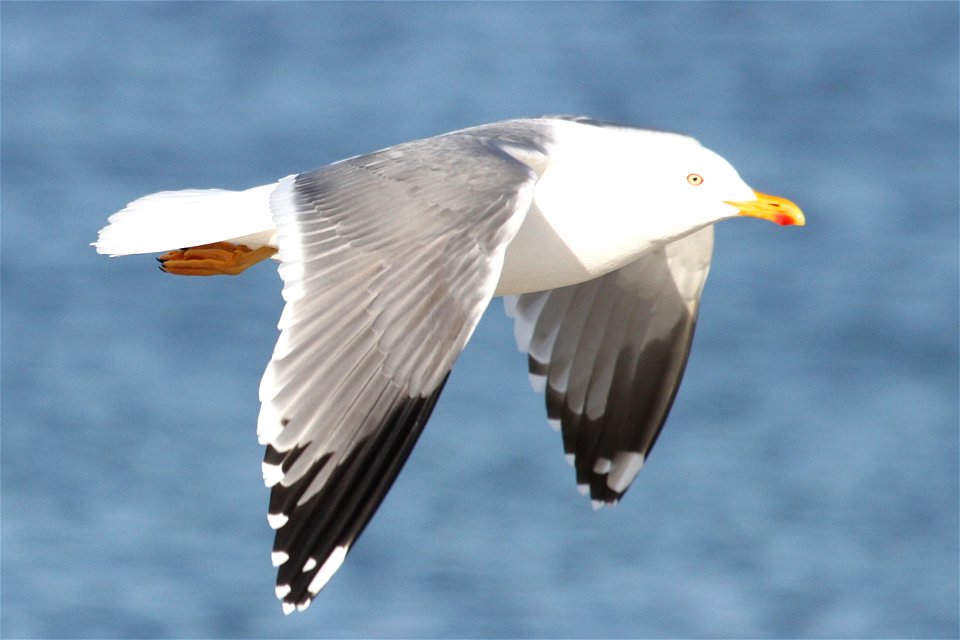 Probable Lesser Black-backed Gull x Herring Gull Hybrid