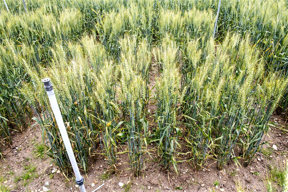 High iron GM wheat