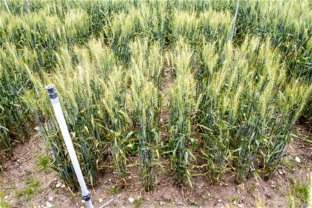 High iron GM wheat