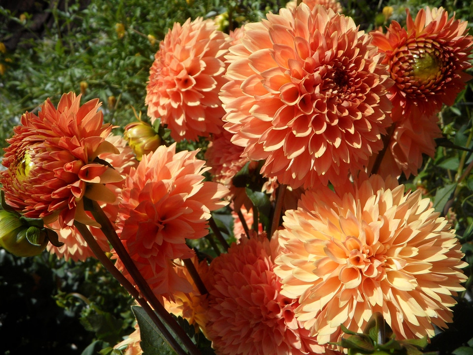 Bloom orange late summer