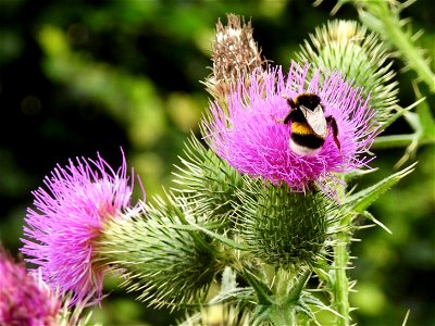Aardhommel