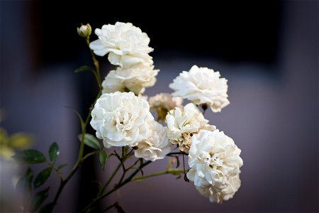 White Roses