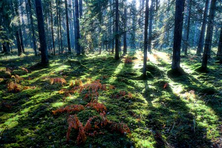 Sunny forest photo