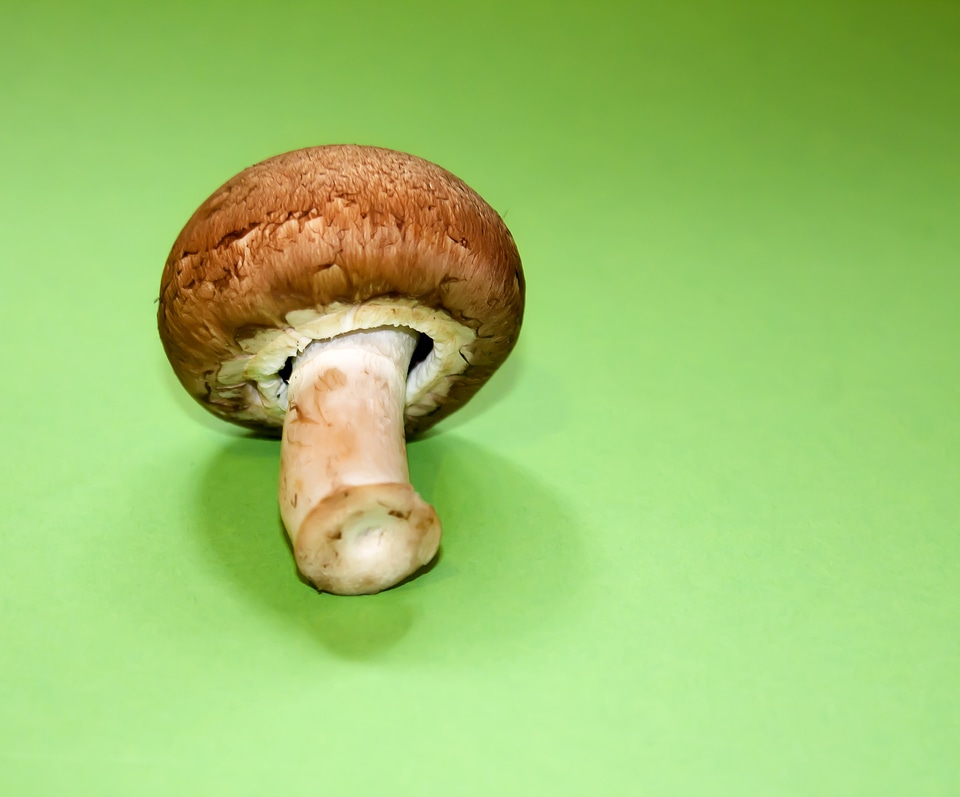 Vegetable mushroom picking brown
