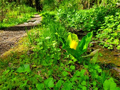 Skunk Cabbage along the Beaver Lake Trail, Mt. Baker-Snoqualmie National Forest. Photo by Anne Vassar April 29, 2021.
