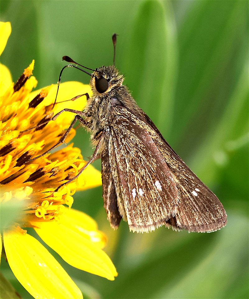 SKIPPER, OBSCURE (Panoquina panoquinoides) (02-18-2023) south texas ecotourism center, laguna vista, cameron co, tx -02