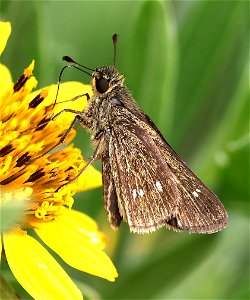 SKIPPER, OBSCURE (Panoquina panoquinoides) (02-18-2023) south texas ecotourism center, laguna vista, cameron co, tx -02