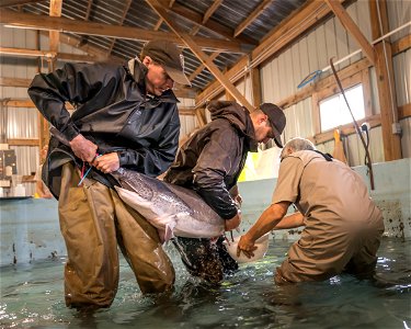 Spawning a Female Paddlefish photo