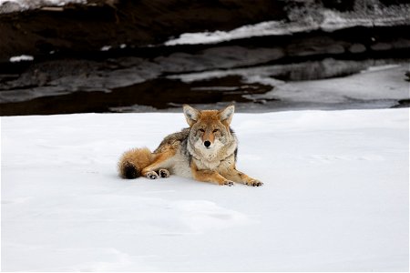A coyote rests on ice on the Lamar River (1) photo