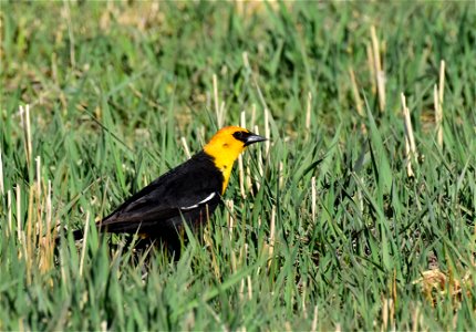 Yellow headed blackbird on Seedskadee National Wildlife Refuge photo