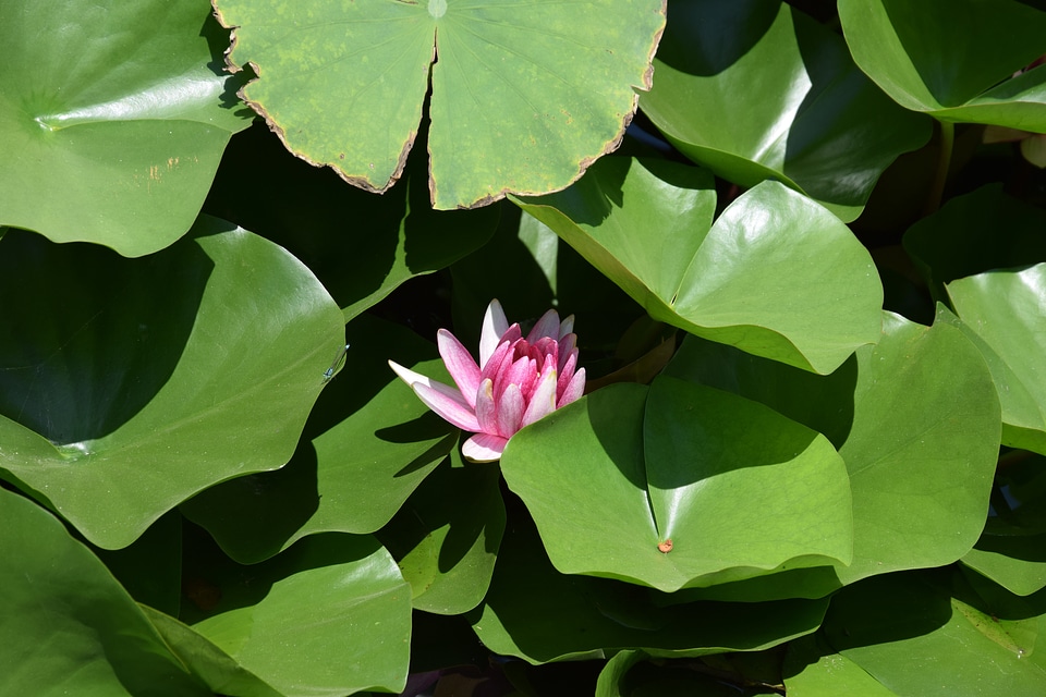 Hawthorn lotus leaf china wind