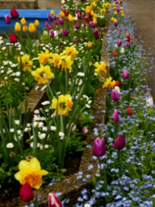 Herestrau Park in spring (127)