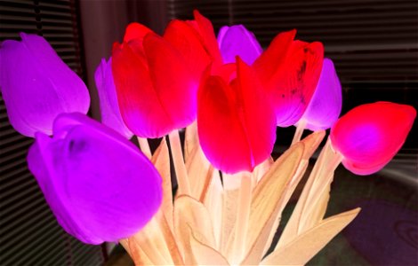 tulips_lalele-2023_0227_203104