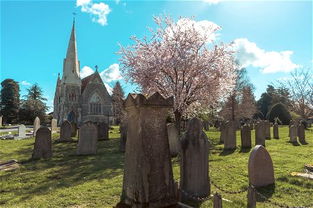 Maidstone Cemetery Chapel and Blossom Tree photo