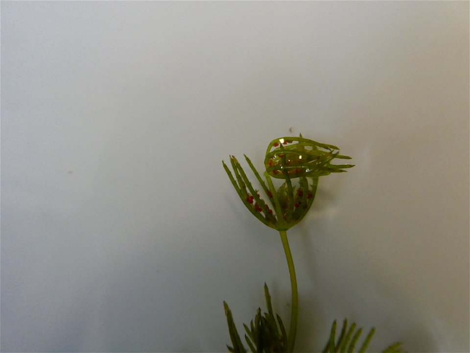 Chara globularis J.L.Thuiller, 1799