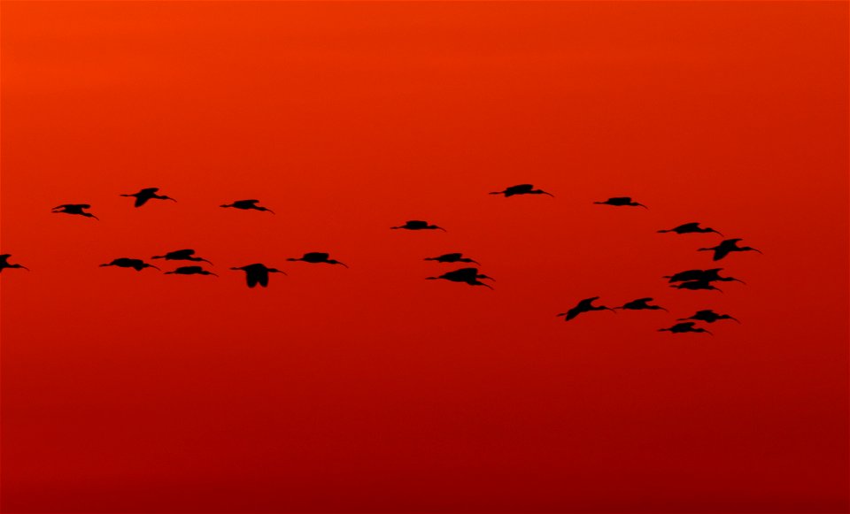 White-faced ibis at sunset photo