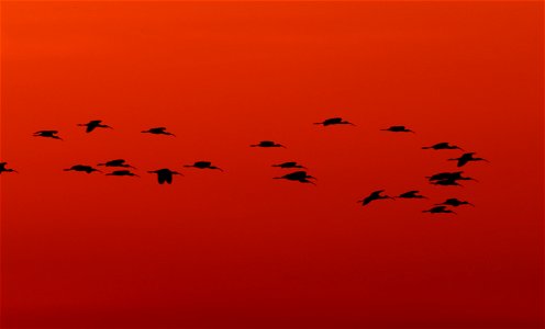 White-faced ibis at sunset photo