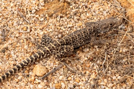 Leopard lizard photo