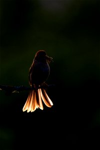 Field sparrow photo