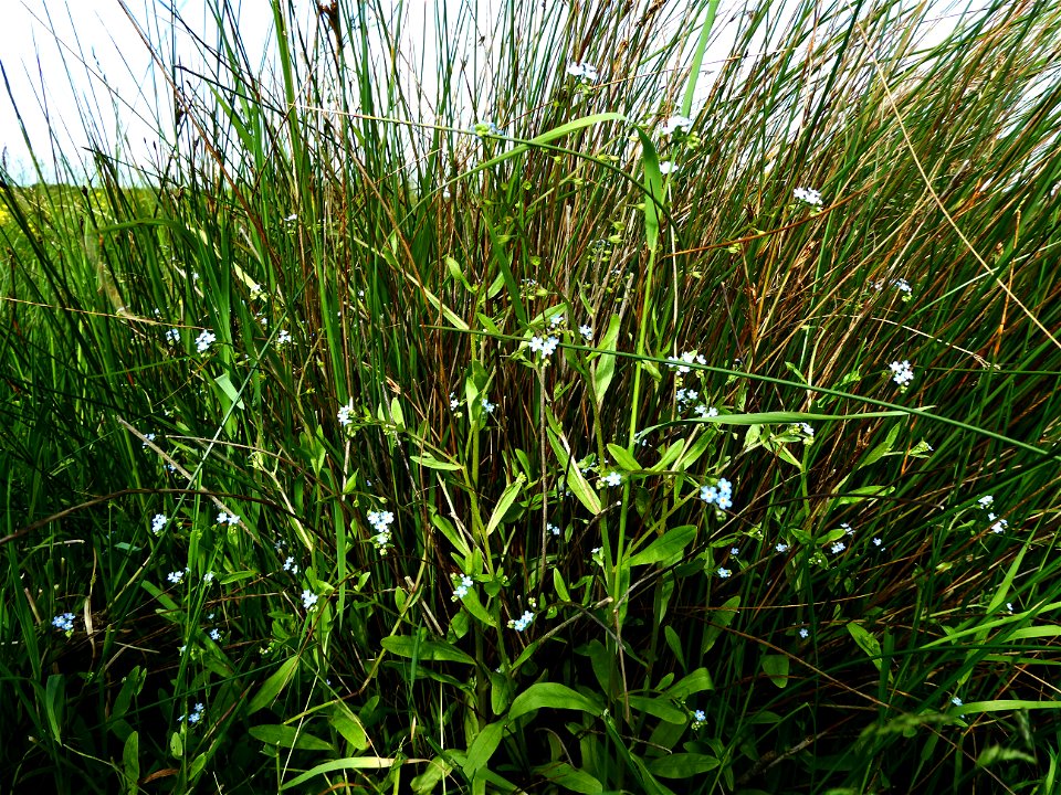 Myosotis laxa subsp. cespitosa (Schultz) Hyl. ex Nordh., 1940