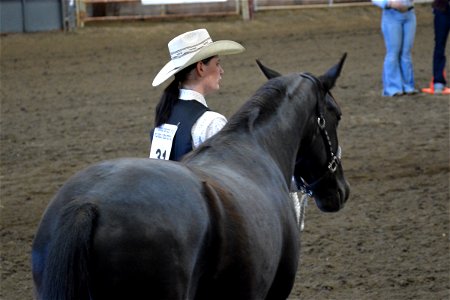 Northern Utah Wild Horse & Burro Festival - 2022 photo