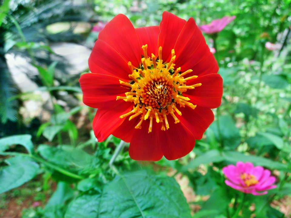 Flower nature plant