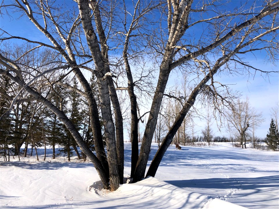 Under the Wide Poplar