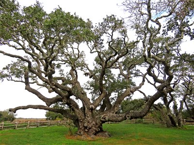 76a - OLD OAK TREE (12-18-2021) goose island state park, tx -01