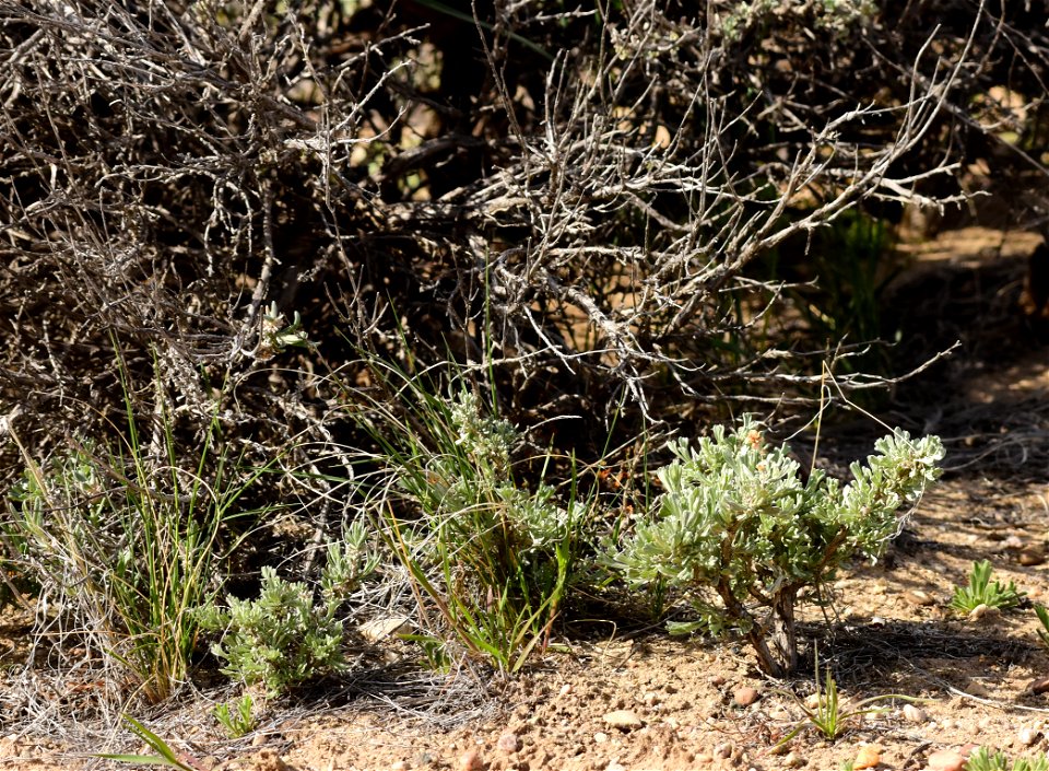Wyoming big sagebrush (Artemesia tridentata var. wyomingensis) at Seedskadee National Wildlife Refuge