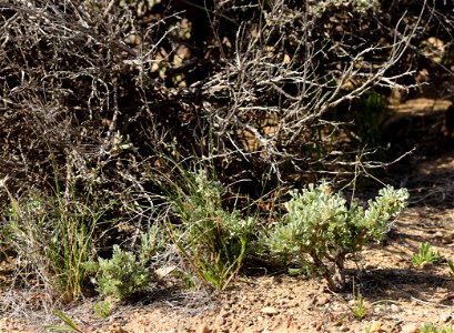 Wyoming big sagebrush (Artemesia tridentata var. wyomingensis) at Seedskadee National Wildlife Refuge photo