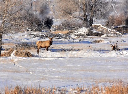 Elk on Seedskadee National Wildlife Refuge photo