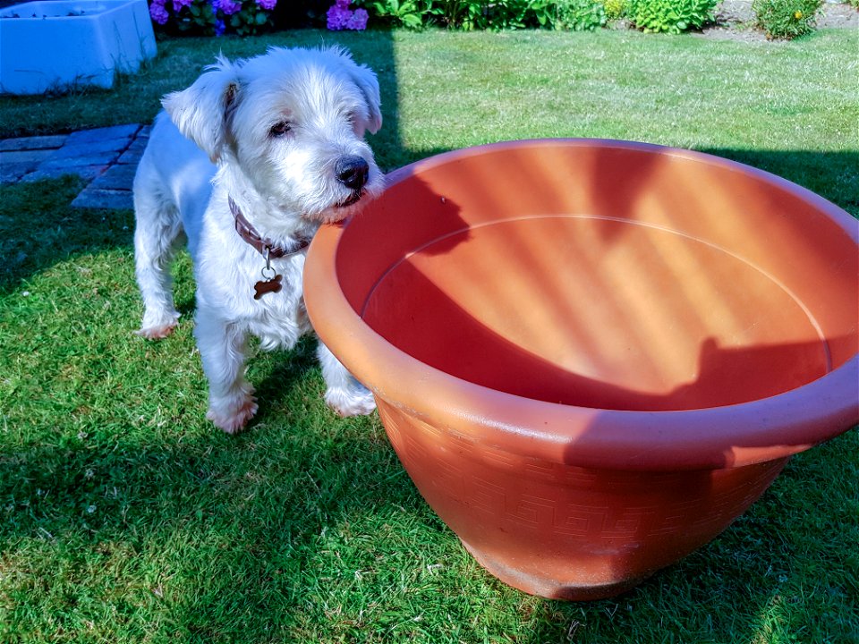 The Dog assisting me in the garden.
