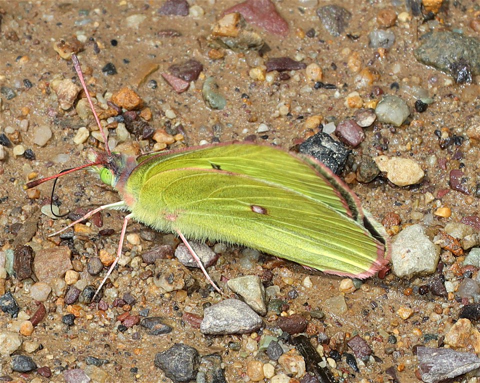 SULPHUR, PINK-EDGED (Colias interior) (07-08-2022) 5200 ft, rogers pass, helena nat forest, lewis and clark co, mt -05 photo