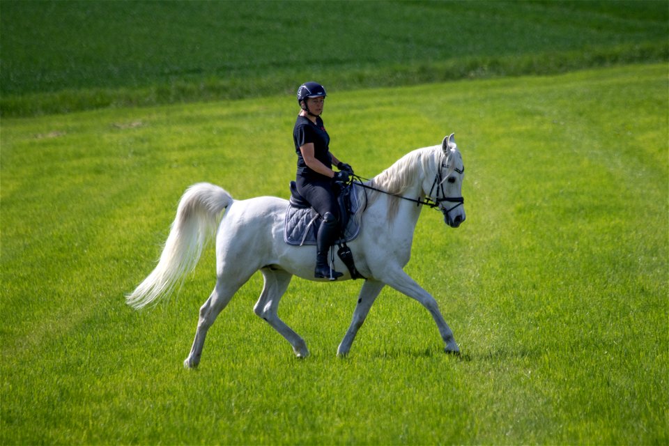 Dschesim_OS222606