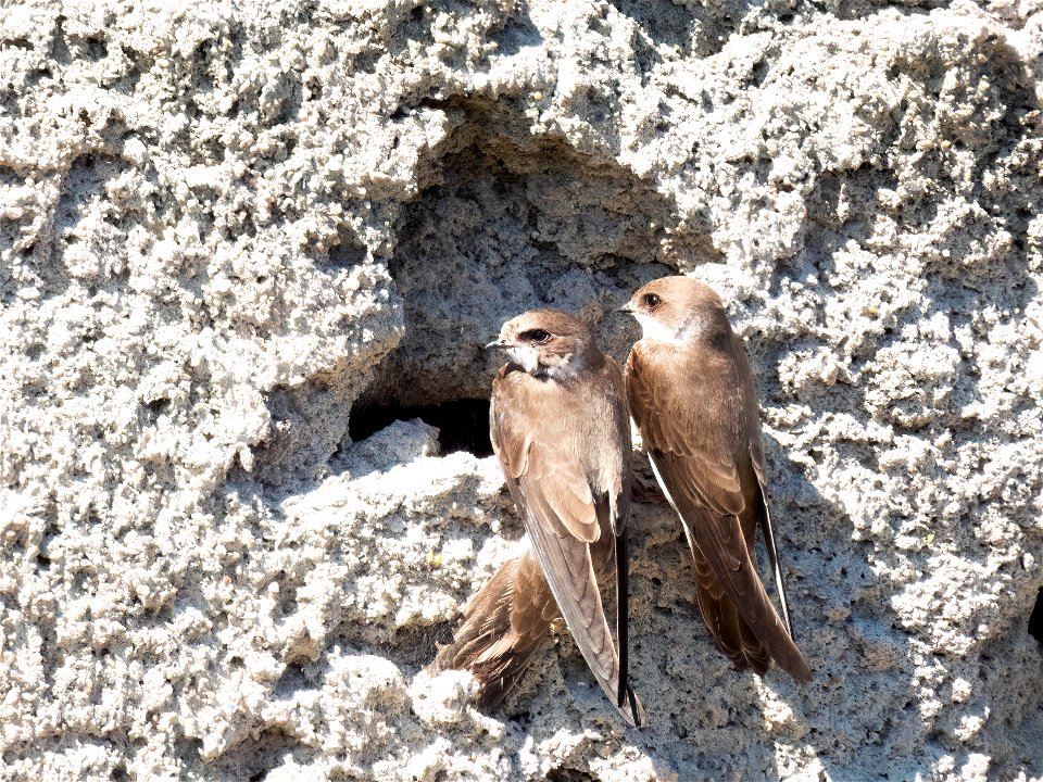 (Passeriformes: Hirundinidae) Riparia riparia, Sand martin / Backsvala