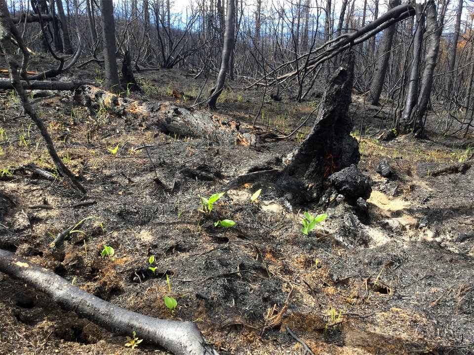 2021 USFWS Fire Employee Photo Contest Category: Animals and Vegetation