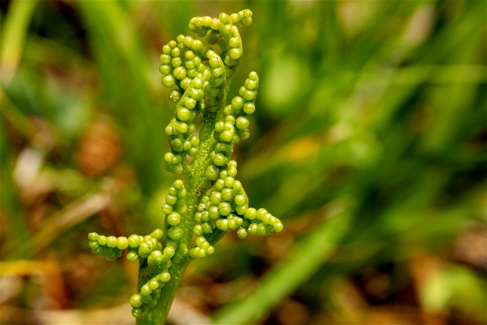 Botrychium pinnatum