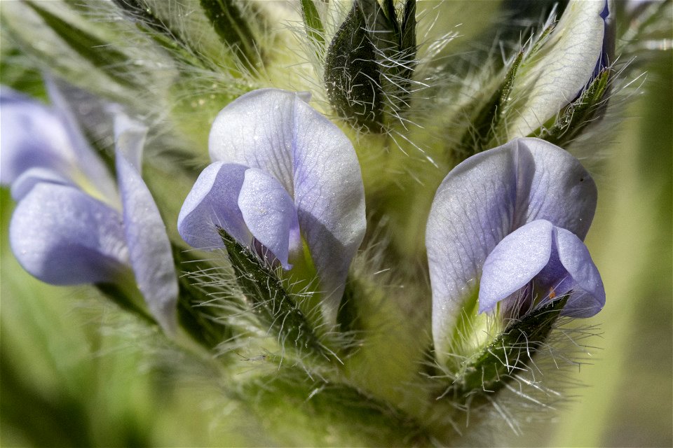 Pediomelum esculentum