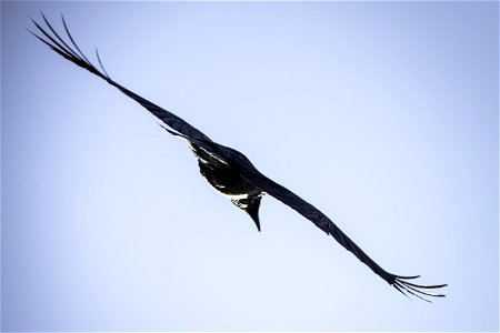 Raven flying (Corvus corax) photo