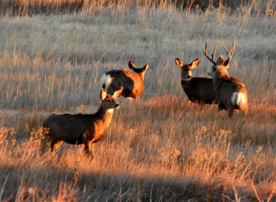 Mule deer at Seedskadee National Wildlife Refuge - Free photos on ...