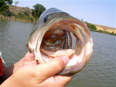Perch in the throat of a bass photo