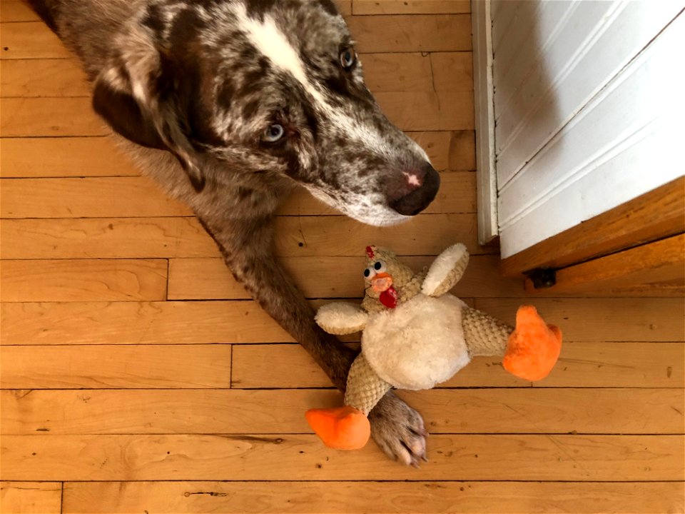 Chicken? What Chicken?