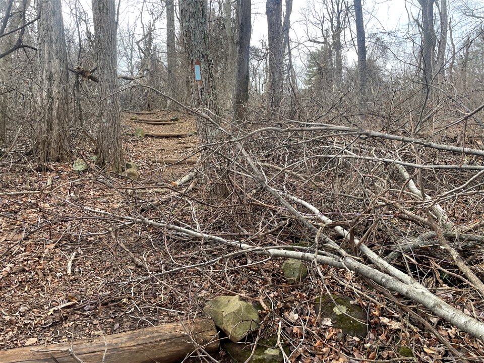 Ice Storm Cleanup North District/Fox Hollow Trail